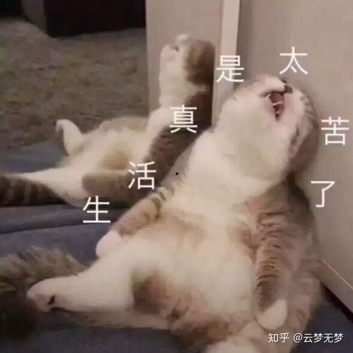 孩纸表情包,孩纸表情包里的欢乐时光