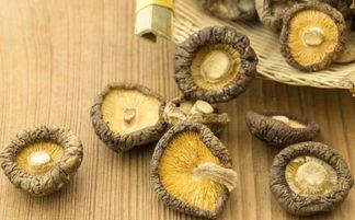 齿牙菜图片,大自然的微型艺术品