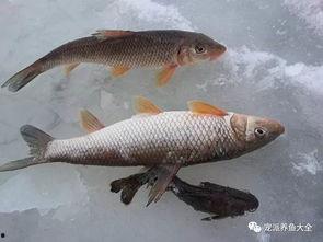 重鱼图片,重鱼的神秘世界