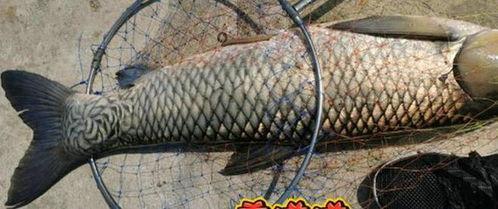 鲤鱼八卦,揭秘古代宫廷秘闻与传奇故事